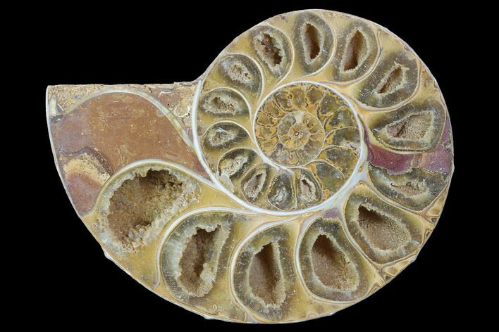 Sliced, Agatized Ammonite Fossil (Half) - Jurassic #100558